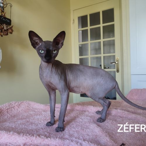 A vendre sphynx mâle et femelles #4