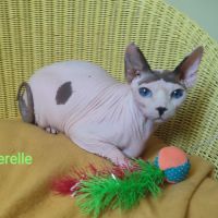 A vendre sphynx mâle et femelles