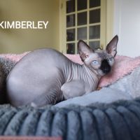 A vendre sphynx mâle et femelles #2