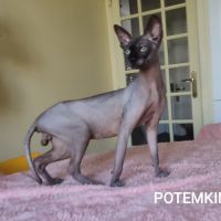 A vendre sphynx mâle et femelles #3