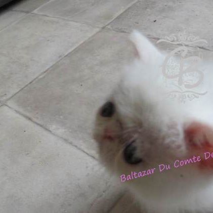 Baltazar est disponible #2