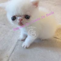 Baltazar est disponible #1