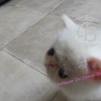 Baltazar est disponible #2