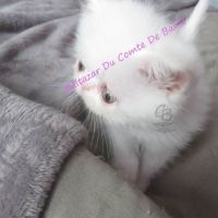Baltazar est disponible