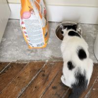 Loewe une chatonne au caractère en o #1