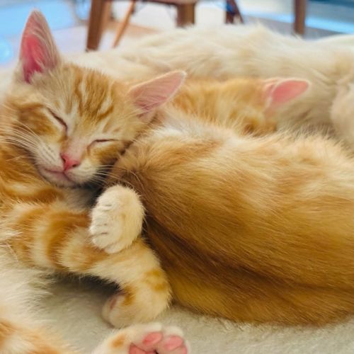 Tobie & garfield 2 frangins rouquins #1