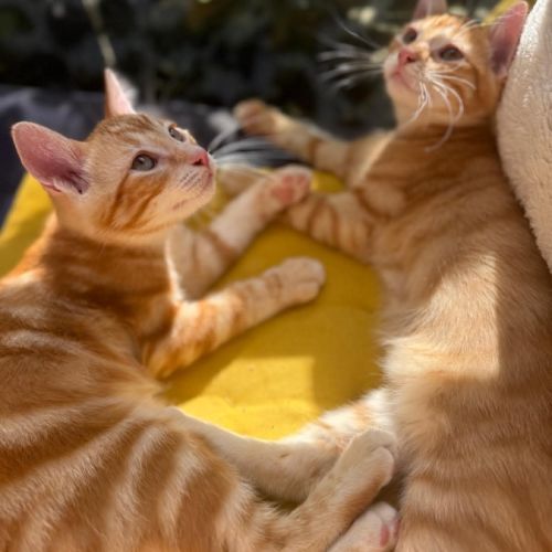 Tobie & garfield 2 frangins rouquins #0