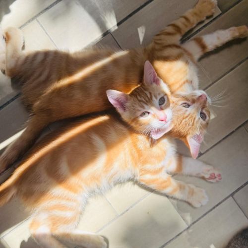 Tobie & garfield 2 frangins rouquins #4