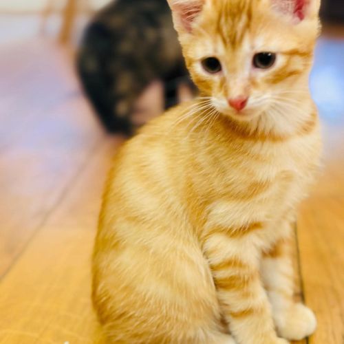 Tobie & garfield 2 frangins rouquins #5