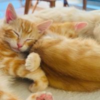 Tobie & garfield 2 frangins rouquins #1