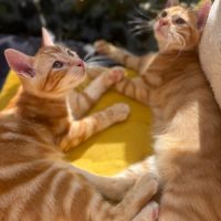 Tobie & garfield 2 frangins rouquins