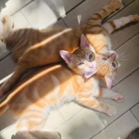 Tobie & garfield 2 frangins rouquins #4