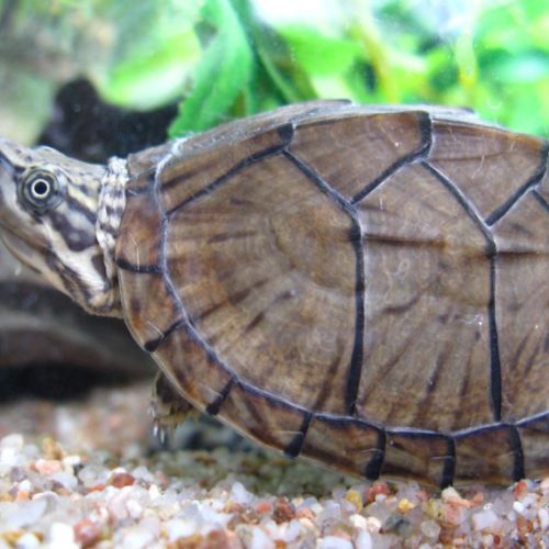 Sternotherus carinatus