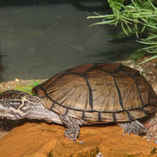 Sternotherus carinatus #2