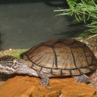 Sternotherus carinatus #2
