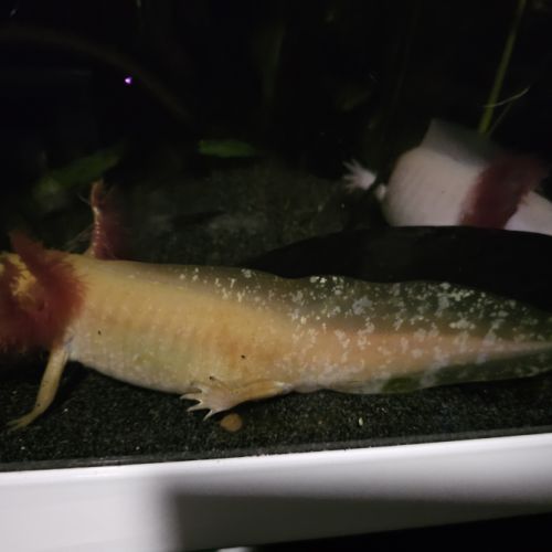 Axolotl de 12 à 16cm #0