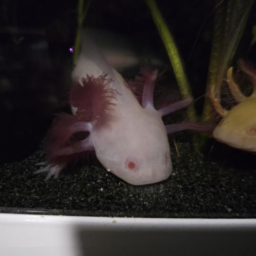 Axolotl de 12 à 16cm #4
