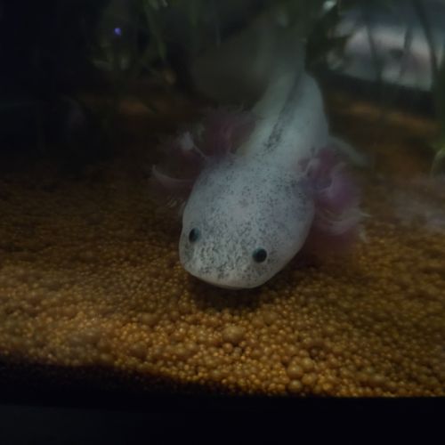 Axolotl de 12 à 16cm #5