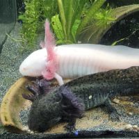 Axolotl de 12 à 16cm #1