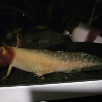 Axolotl de 12 à 16cm #0