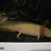 Axolotl de 12 à 16cm #3