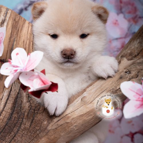 Chiot mameshiba (shiba inu toy) #1