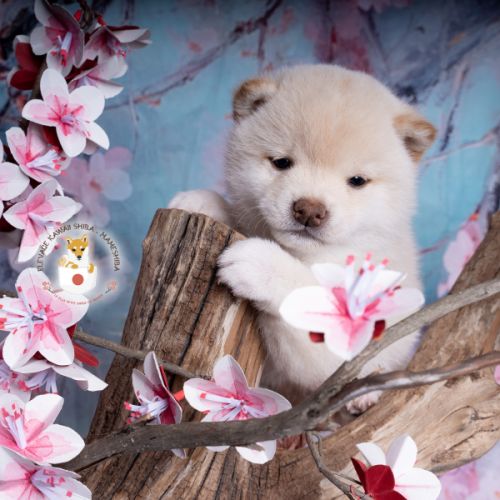 Chiot mameshiba (shiba inu toy) #0