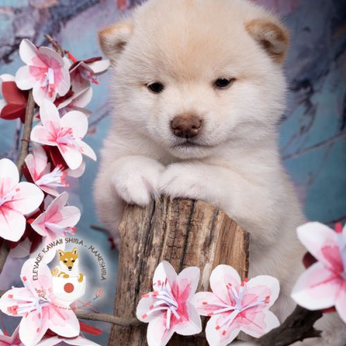 Chiot mameshiba (shiba inu toy) #3