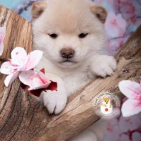 Chiot mameshiba (shiba inu toy) #1