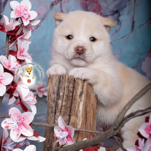 Mameshiba chiot shiba inu toy #0