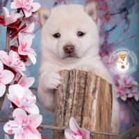 Chiot mameshiba femelle disponile ( shiba inu toy) #1