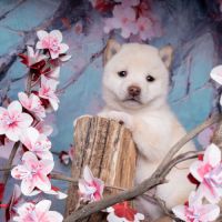 Chiot mameshiba femelle disponile ( shiba inu toy)
