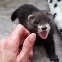 Furetons à réserver #0