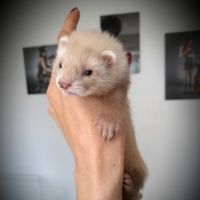 Furetons à réserver #4