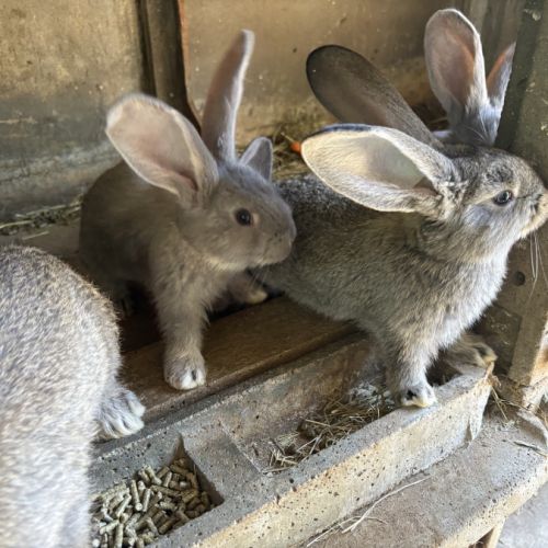 Lapin géant des flandres #1