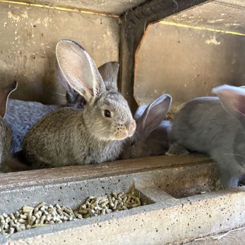 Lapin géant des flandres