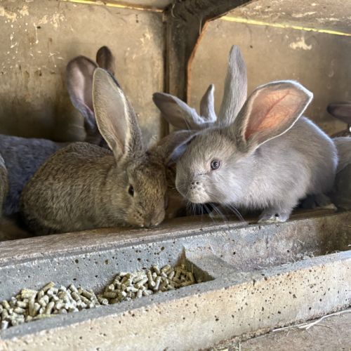 Lapin géant des flandres #3