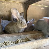 Lapin géant des flandres