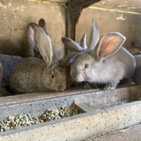 Lapin géant des flandres #3