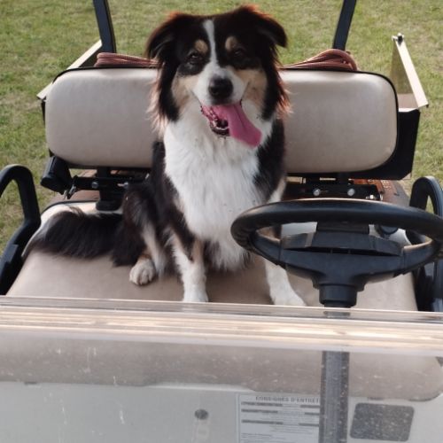 Donne chienne berger australien 8 ans #0