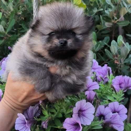 4 chiots spitz petit #0