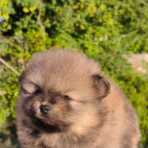 4 chiots spitz petit #2
