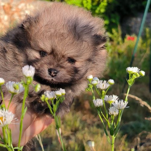 4 chiots spitz petit #3