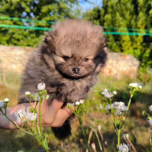 4 chiots spitz petit #4