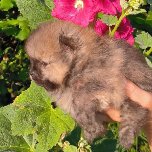 4 chiots spitz petit #5