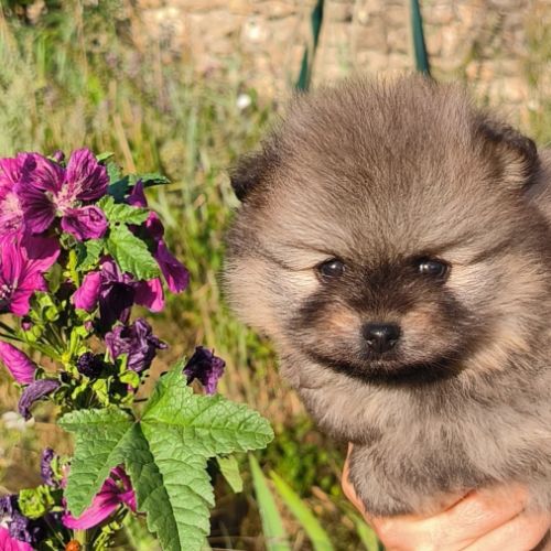 4 chiots spitz petit #6