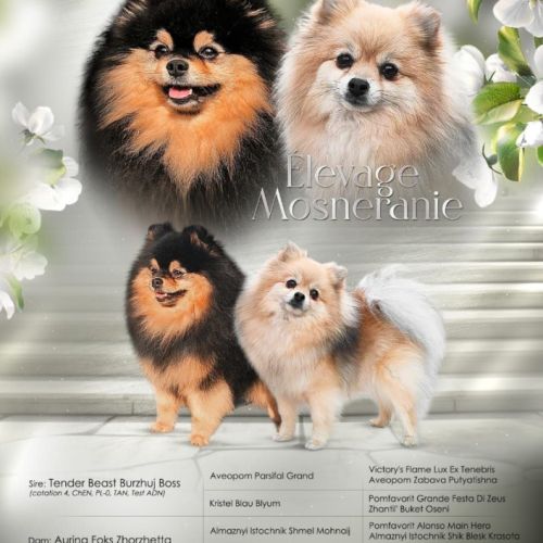 4 chiots spitz petit #7