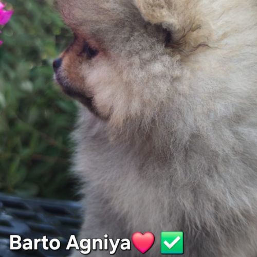 2 chiots spitz petit #7
