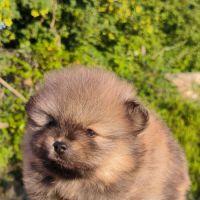 4 chiots spitz petit #2