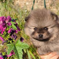 4 chiots spitz petit #6